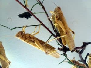 Desert locusts have been damaging crops and pastures in the Horn of Africa, Arabian Peninsula and Southwest Asia since October 2019. Photo by Pascal Terjan/Wikimedia Commons