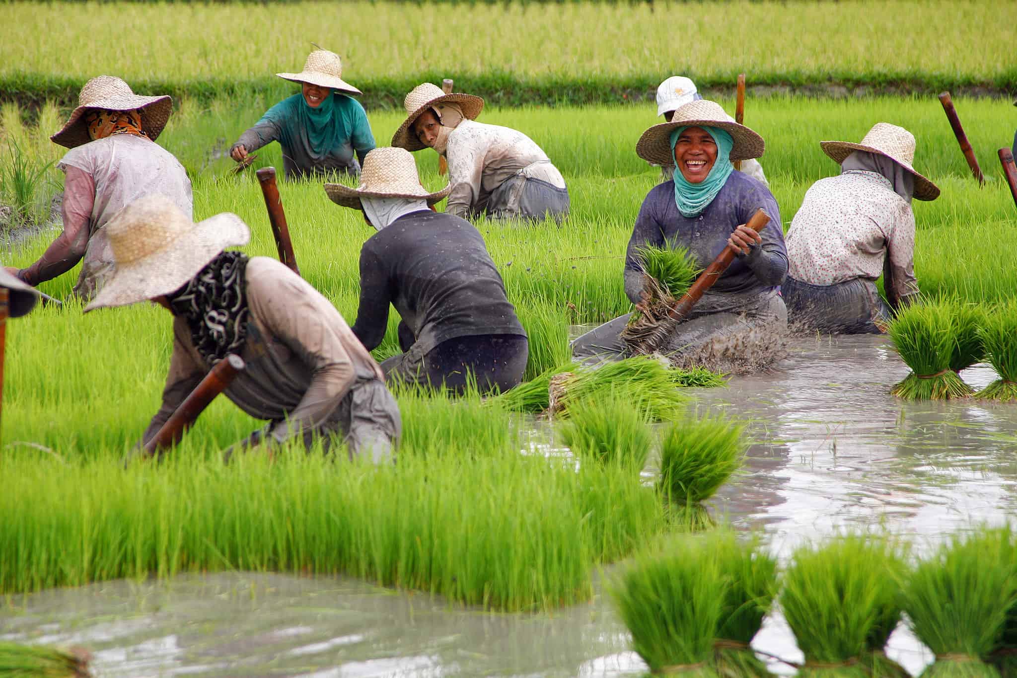 Farmers Working